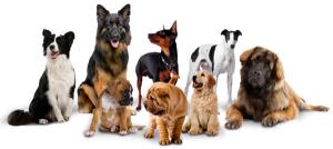 dogs-build-small-group_600px